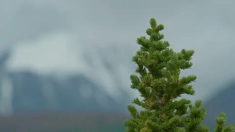 Evergreen tree Stock Footage 163779872