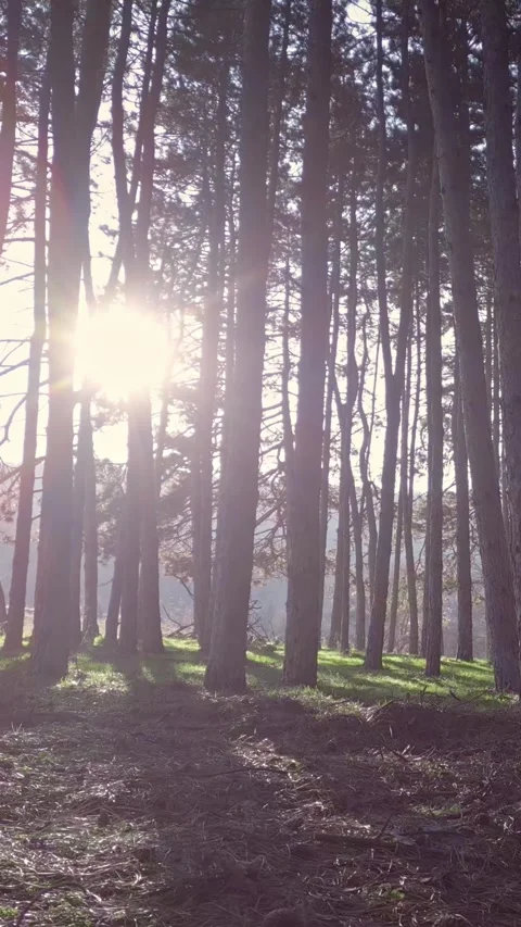 Evergreen tree forest, sunshine, lateral motion view, vertical nature background Stock Footage 283344800
