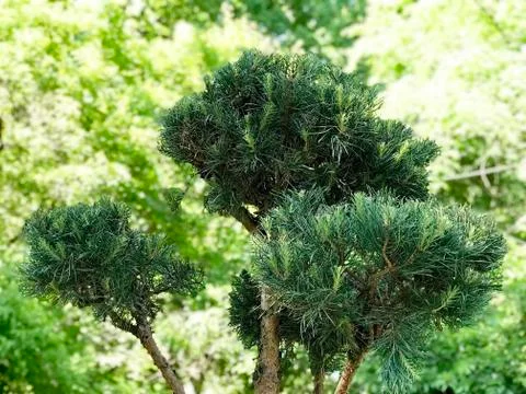 Evergreen tree in the garden Stock-Fotos