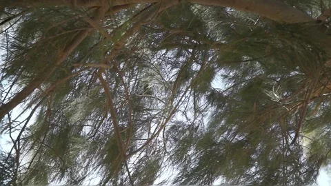 Evergreen tree in Iraq 스톡 동영상 111204824