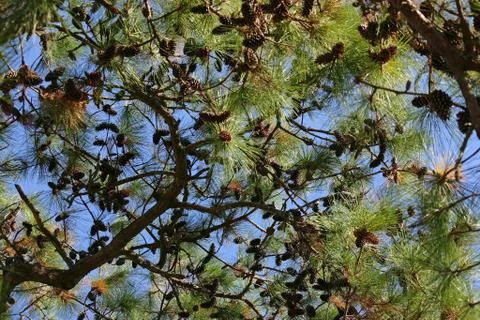 An evergreen tree with many pine cones hanging from the branches Stock Photos