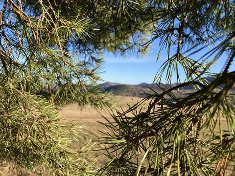 Evergreen tree on a mountain Stock Photos