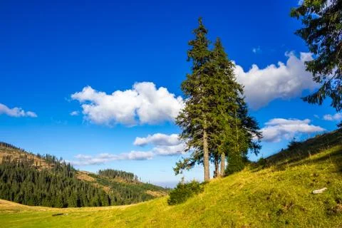Evergreen tree on a mountain slope Stock Photos