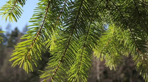 Evergreen tree moving in the wind Stock Footage 484962
