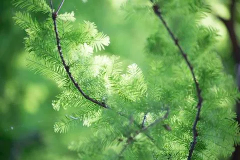 Evergreen Tree Stock Photos