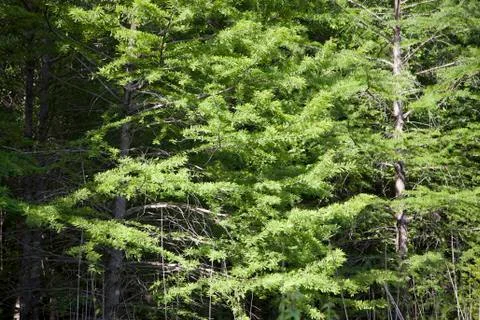 Evergreen Tree Stock Photos