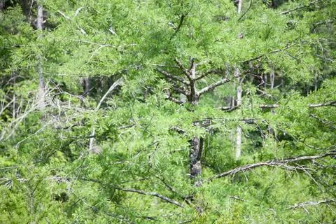 Evergreen Tree Stock Photos