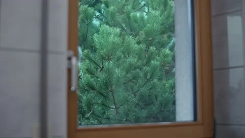 Evergreen tree seen through a bathroom window moving slightly in the wind Stock Footage 167755792