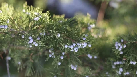 Evergreen tree with small round blue berries. Stock Footage 169724093