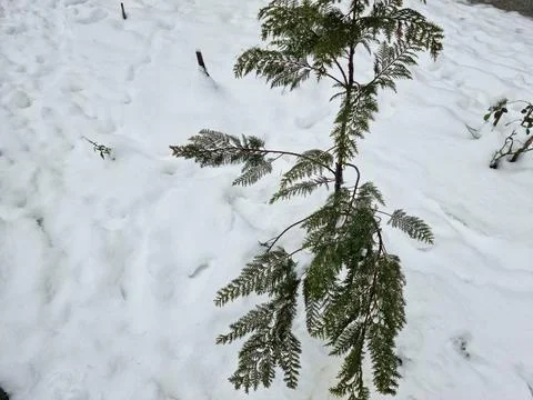 Evergreen tree in the snow Fotos de archivo