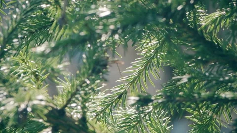 Evergreen tree, spruce branch with long needles on a Sunny day Video stock 129716605