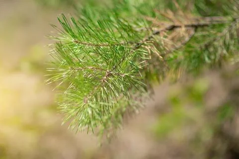 Evergreen tree, spruce or pine branch, green plant Stock Photos