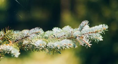 Evergreen tree, spruce or pine branch, green plant Stock Photos