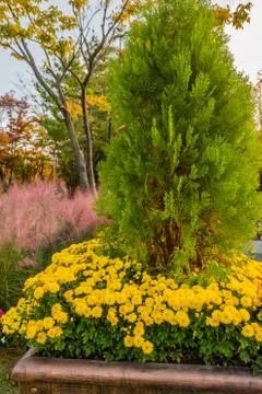 Evergreen tree surrounded by daisies Stock Photos