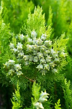 Evergreen tree. Thuja orientalis. Stock Photos