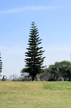 Evergreen tree in a tranquil park setting. Stock Photos