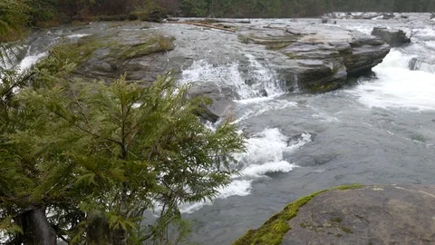 Evergreen tree where pan reveals beautiful waterfall Stock Footage 121697474