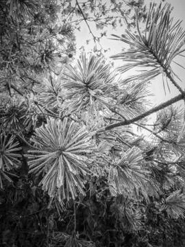 Evergreen Tree in Winter Stock Photos