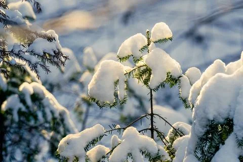 Evergreen tree in winter Stock-Fotos