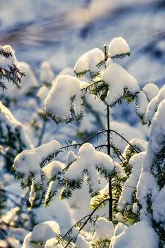 Evergreen tree in winter Stock Photos