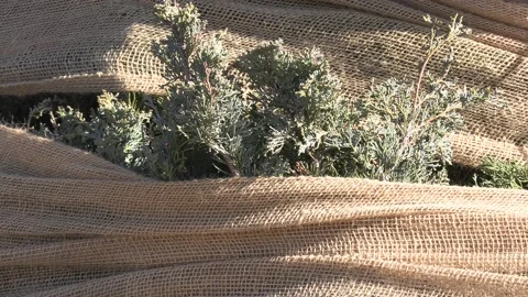 Evergreen tree wrapped in burlap for winter frost protection 스톡 동영상 150770182
