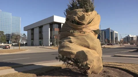 Evergreen tree wrapped in burlap for winter frost protection 库存影片 150770309