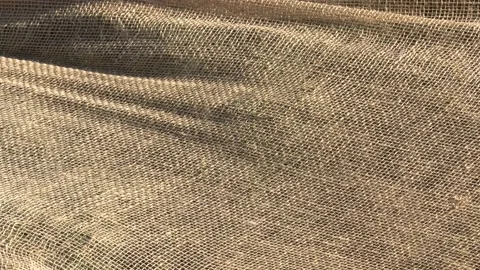 Evergreen tree wrapped in burlap for winter frost protection 스톡 동영상 150770399