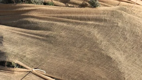 Evergreen tree wrapped in burlap for winter frost protection 스톡 동영상 150770495