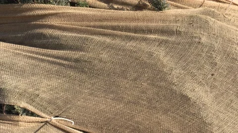 Evergreen tree wrapped in burlap for winter frost protection 库存影片 150770531