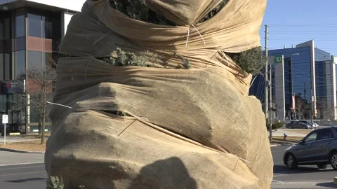 Evergreen tree wrapped in burlap for winter frost protection Stock Footage 150770599