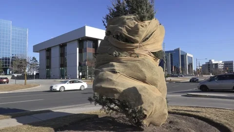 Evergreen tree wrapped in burlap for winter frost protection Stock-Footage 150770698