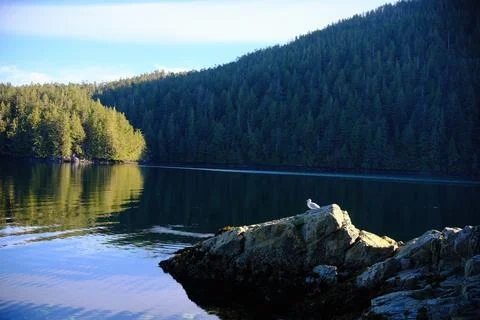 Evergreen trees and mountain light 12 Stock Photos