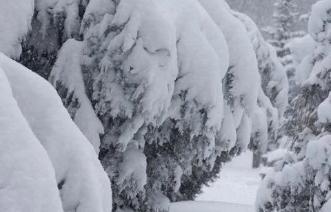 Evergreen trees branches  with snow. Stock Photos