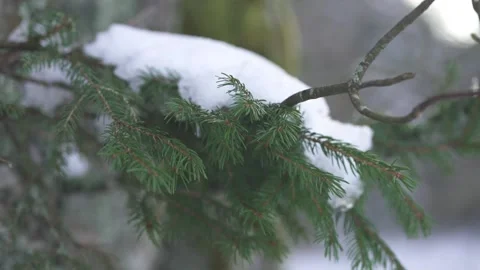 Evergreen Trees in Calm Forest Environment Stock Footage 323014330