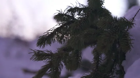 Evergreen Trees in Calm Forest Environment Stock Footage 323015083