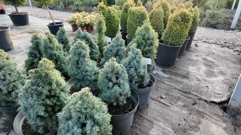 Evergreen Trees for Christmas Decor Stock Footage 292161288