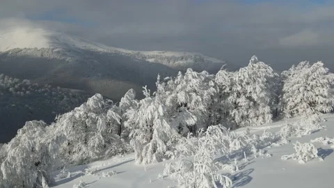 Evergreen trees covered with snow 動画素材 153803407