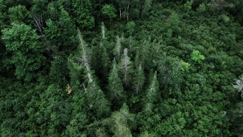 Evergreen trees, drone 4k forest, bog, swamp, river, overcast Stock Footage 159034416