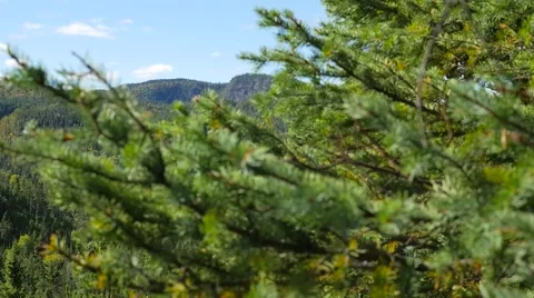 Evergreen trees in the foreground revealing a large green forest Stock Footage 62651790
