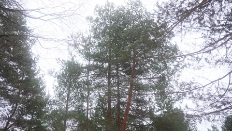 Evergreen trees in forest with cloudy sky, natural landscape Vidéo 270482818