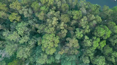 Evergreen Trees In Forest Valley With Rocky River In Portugal. Aerial Stock Footage 246744903