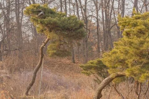 Evergreen trees in front of deciduous forest Stock Photos