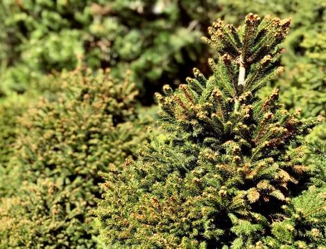 Evergreen trees in the garden Stock Photos
