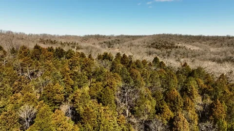 Evergreen trees on a hill during winter with a blue sky. Vídeo Stock 236273552