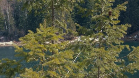Evergreen trees with a lake/river and forest in the background. British Columbia Stock Footage 88644170