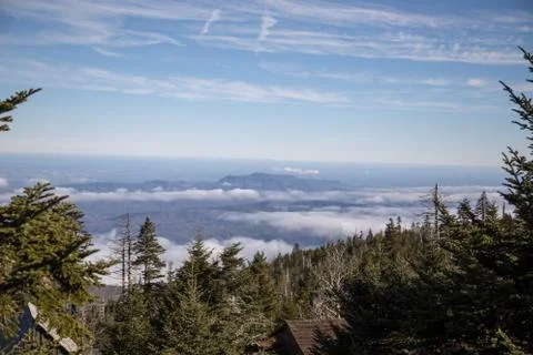 Evergreen trees Stock Photos