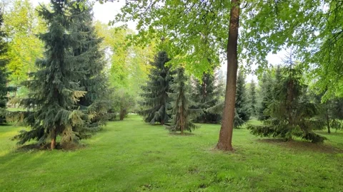 Evergreen trees planted in the park Stock Footage 195292216