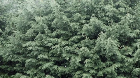Evergreen trees on a rainy day Video stock 114517894