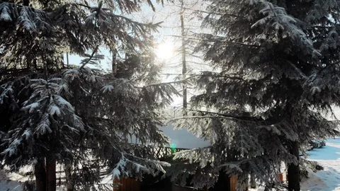 Evergreen trees with snow on branches in bright sunlight 스톡 동영상 105687402
