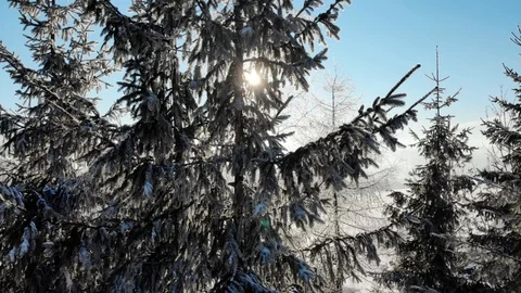 Evergreen trees with snow on branches in bright sunlight 스톡 동영상 105687527